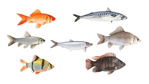 Fish Collection 3D model