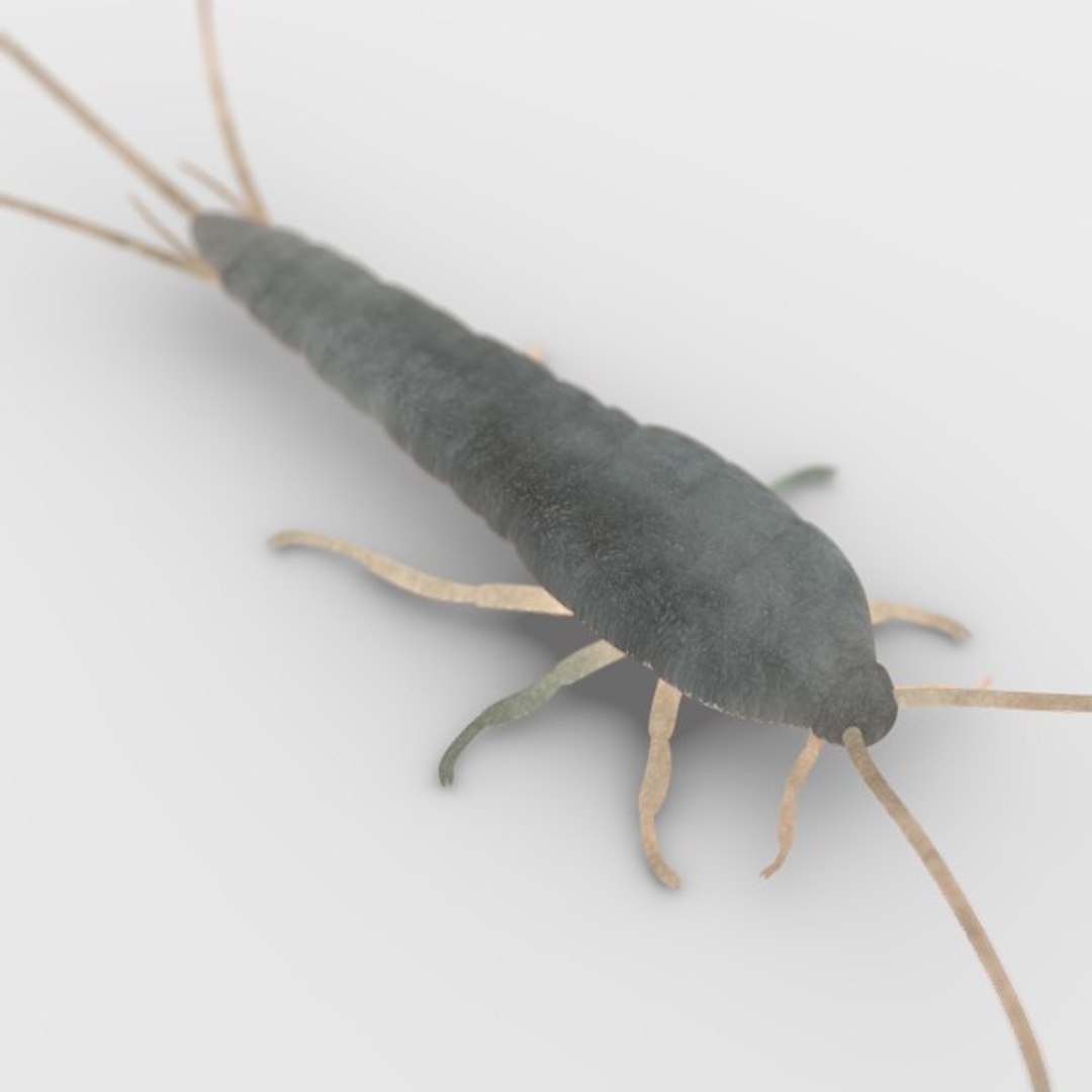 3ds Lepisma Saccharina