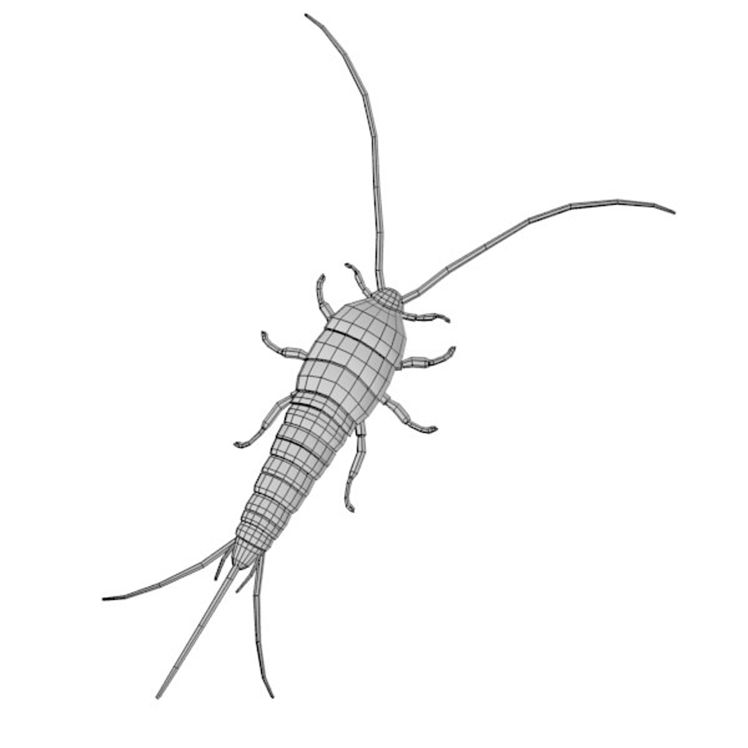 3ds lepisma saccharina
