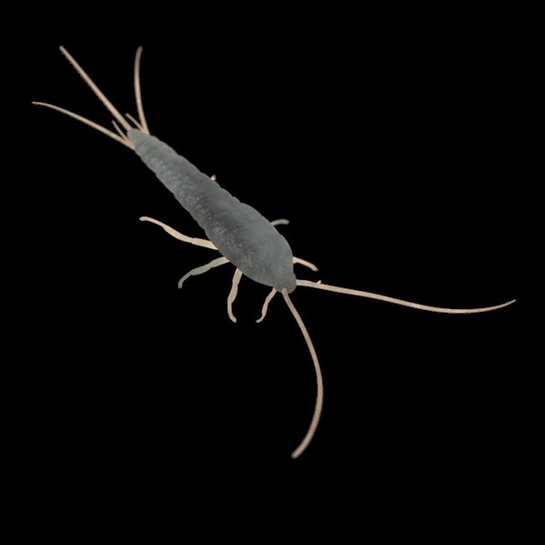 3ds lepisma saccharina