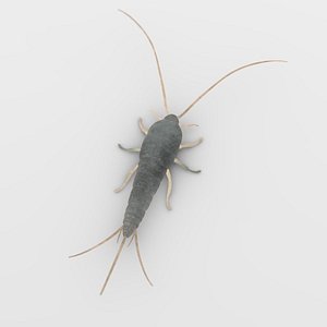 3ds lepisma saccharina