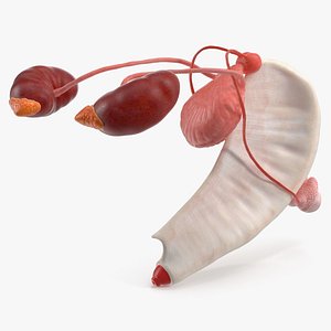 Dog Male Urogenital Organs with Kidneys and Testes