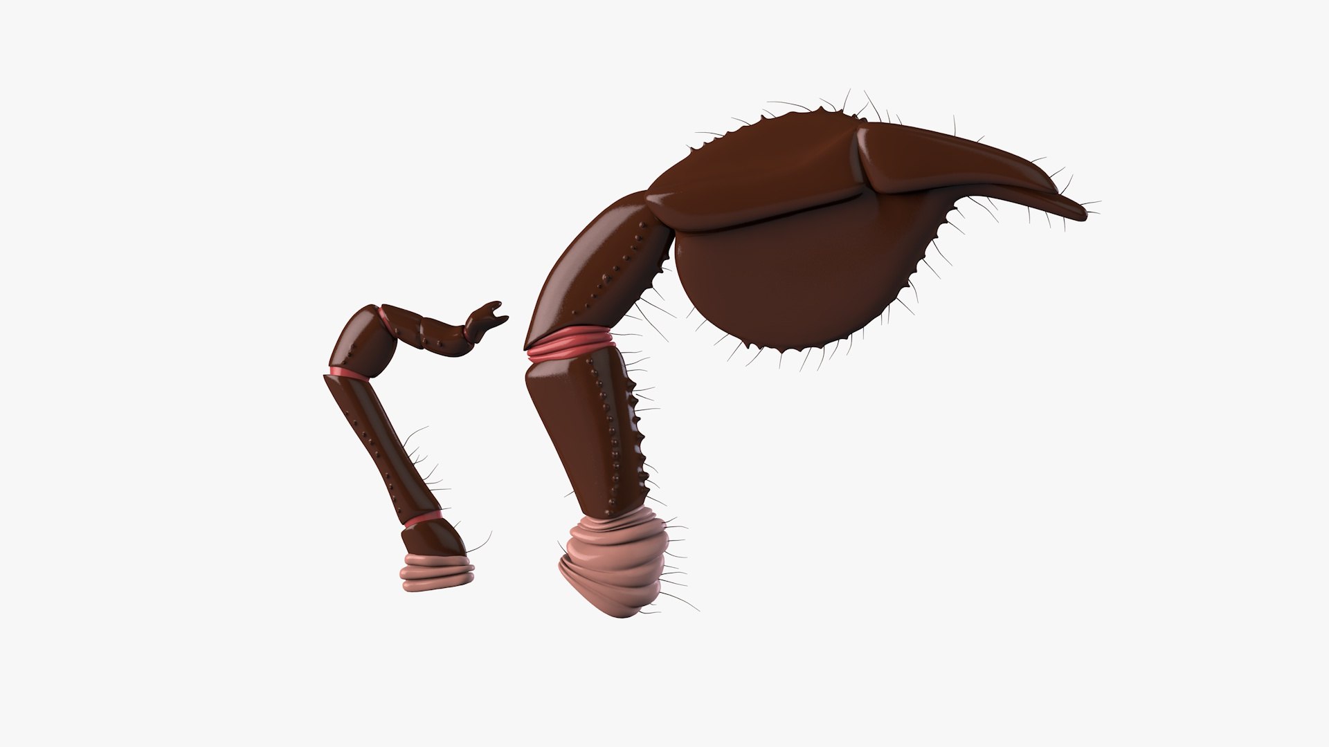 3D scorpion pincer model https://p.turbosquid.com/ts-thumb/nd/ZirFSe/BI/scorpion_product0004/jpg/1655917250/1920x1080/fit_q87/0179197aa7662800189bdef17f77d97182e3bd52/scorpion_product0004.jpg
