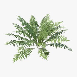 Fern Dryopteris 04