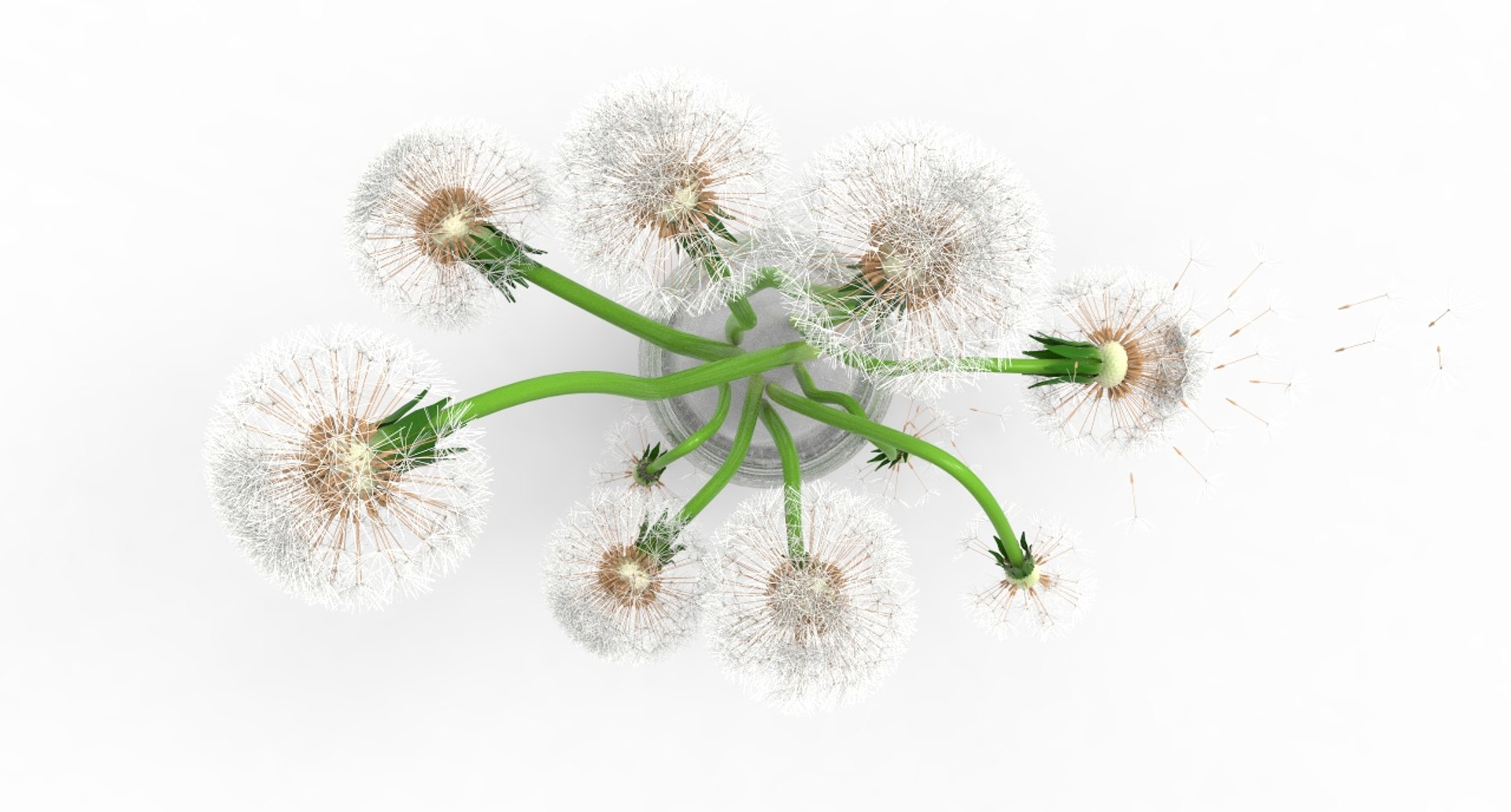 dandelions 3D https://p.turbosquid.com/ts-thumb/nd/oowV0Q/I4dxmLDK/294/jpg/1583916696/1920x1080/fit_q87/658ee52ae661d559719ed2dd1d0e61d71a08d48e/294.jpg