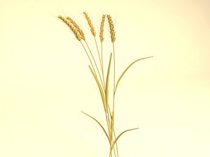 ears of wheat