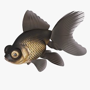 Black Goldfish Telescope veiltail 3D model