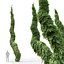 3D model Picea Omorika Bruns 02