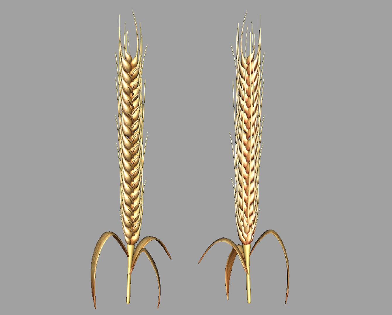 maya barley wheat https://p.turbosquid.com/ts-thumb/ne/18stNH/3ZFJAiGe/barley_viewport/jpg/1336403652/1920x1080/fit_q87/e63abc6cf8286c4c64653c2fba22b3f1dee240f8/barley_viewport.jpg