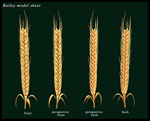 maya barley wheat