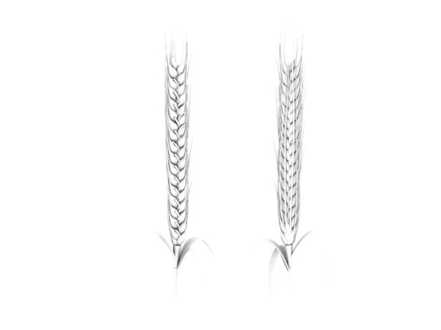 maya barley wheat https://p.turbosquid.com/ts-thumb/ne/18stNH/Uds7vvW7/barley_ao/jpg/1336403652/1920x1080/fit_q87/7f5c02e38ffa6d90a4f965e4df2960a63e036506/barley_ao.jpg