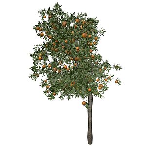 3D Orange Tree - 01 - model