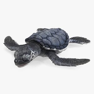 Baby Sea Turtle Black Rigged for Cinema 4D