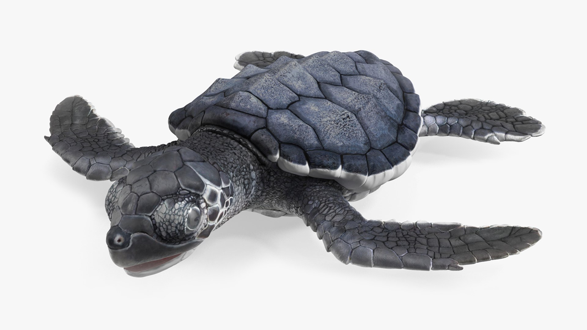 Baby Sea Turtle Black Rigged for Cinema 4D 3D model preview
