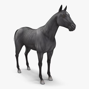 3D horse black