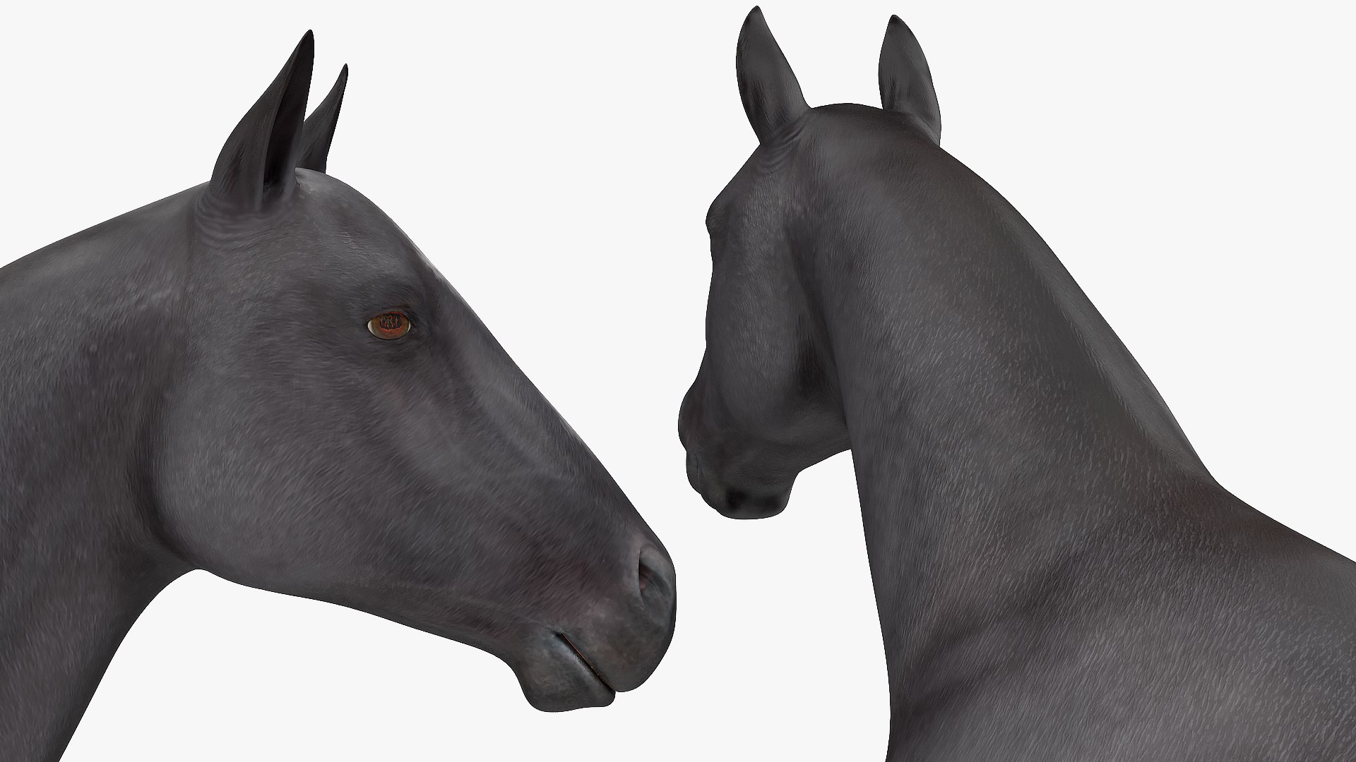 3D horse black https://p.turbosquid.com/ts-thumb/ne/C7b3V8/GPtaLBT8/horseblack3dsmodel014/jpg/1572305529/1920x1080/fit_q87/611bb2796dd27711541b1d82cccf97d0dad5cdf2/horseblack3dsmodel014.jpg