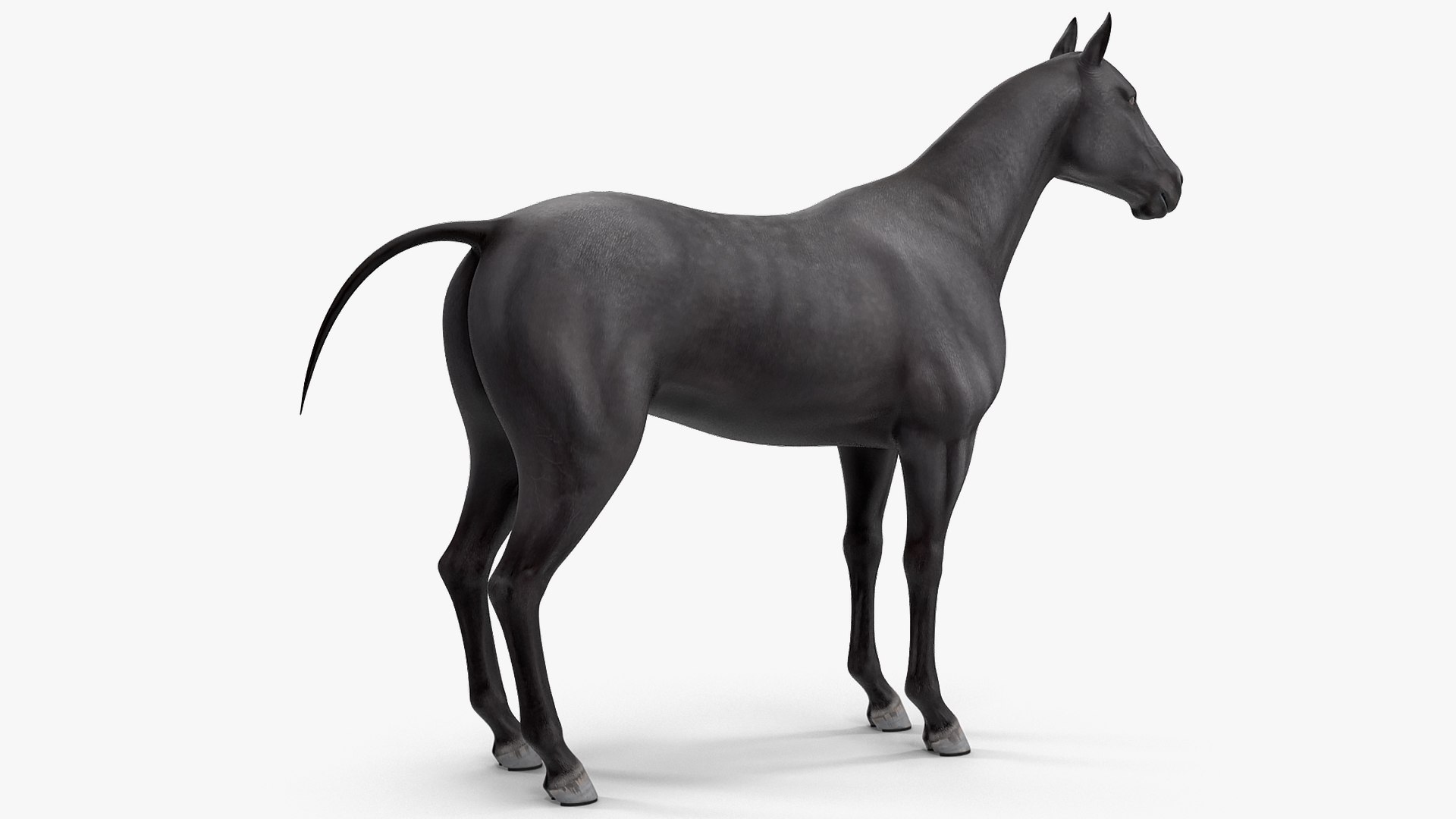 3D horse black https://p.turbosquid.com/ts-thumb/ne/C7b3V8/N8tAFUC4/horseblack3dsmodel004/jpg/1572305474/1920x1080/fit_q87/02d009722da5acbf6d5153ed26e48408f34a0602/horseblack3dsmodel004.jpg