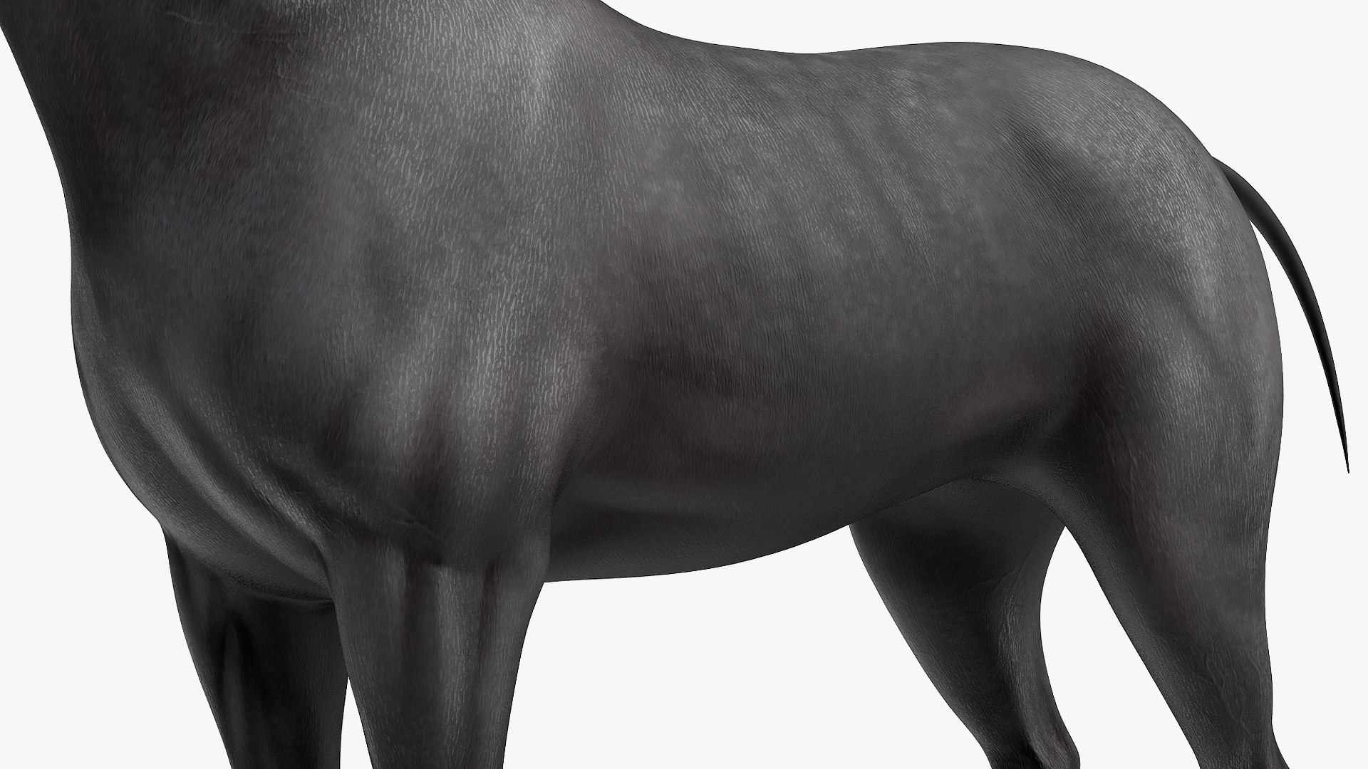 3D horse black https://p.turbosquid.com/ts-thumb/ne/C7b3V8/NcV8zR13/horseblack3dsmodel012/jpg/1572305517/1920x1080/fit_q87/b1f82ea294878d71814f97233443fbf5b1683f95/horseblack3dsmodel012.jpg