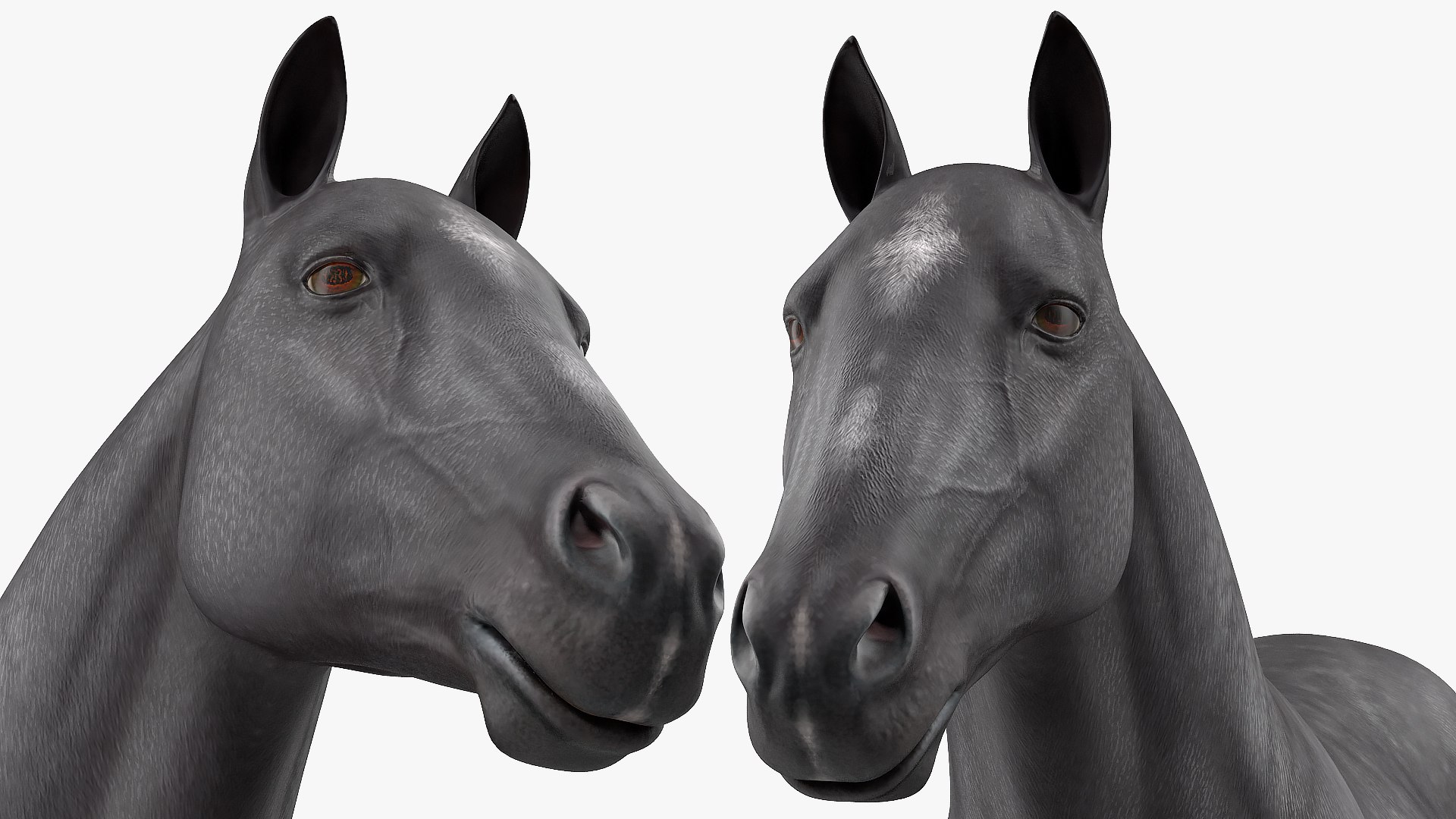 3D horse black https://p.turbosquid.com/ts-thumb/ne/C7b3V8/UQLffo9d/horseblack3dsmodel015/jpg/1572305534/1920x1080/fit_q87/5fe3eab12ff455ad1befc9c4c3abdeafe39c6805/horseblack3dsmodel015.jpg