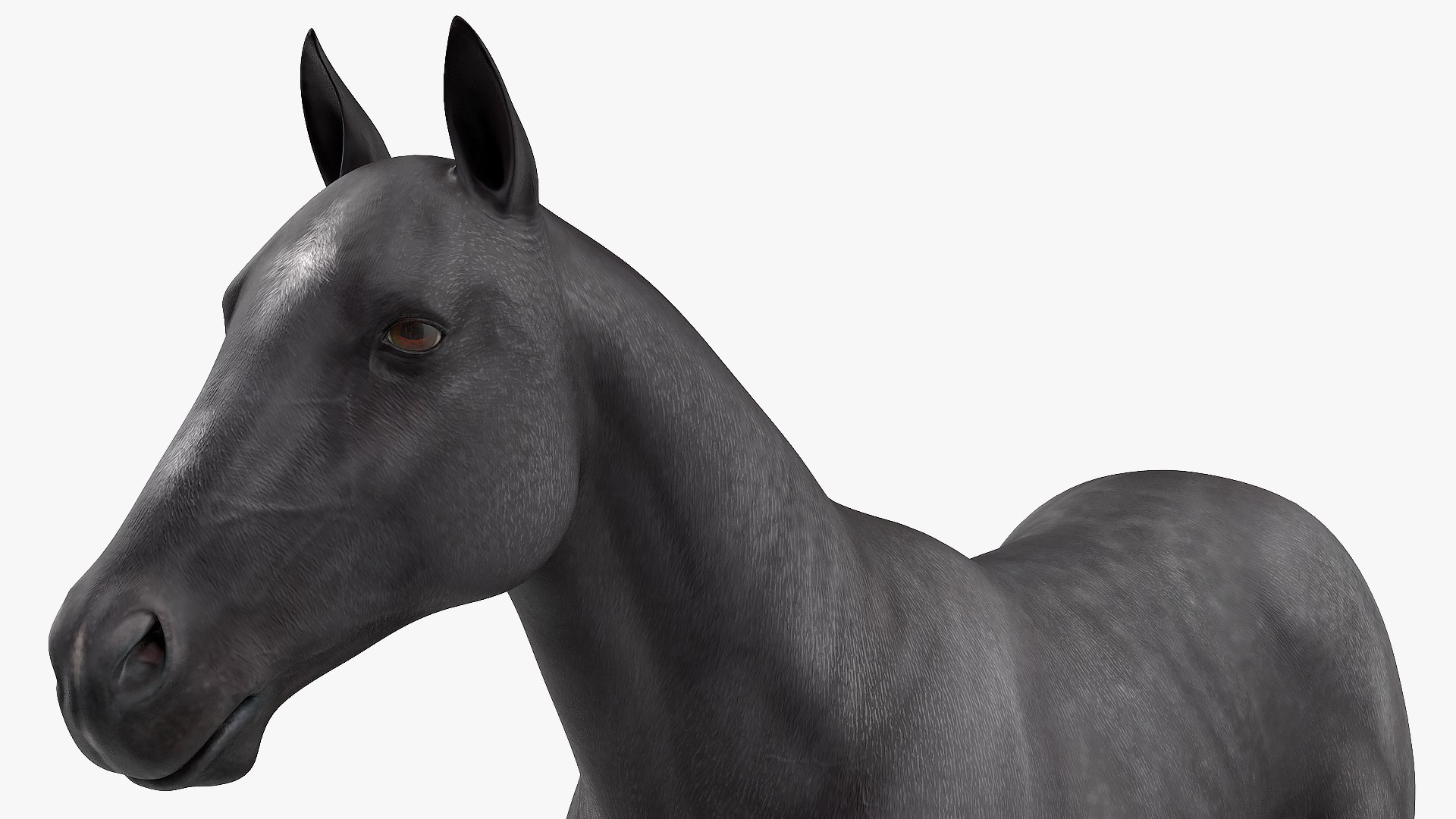 3D horse black https://p.turbosquid.com/ts-thumb/ne/C7b3V8/bZzMNtur/horseblack3dsmodel010/jpg/1572305507/1920x1080/fit_q87/3c12255d0abd4c74b160f0d41f69eb00324c9691/horseblack3dsmodel010.jpg
