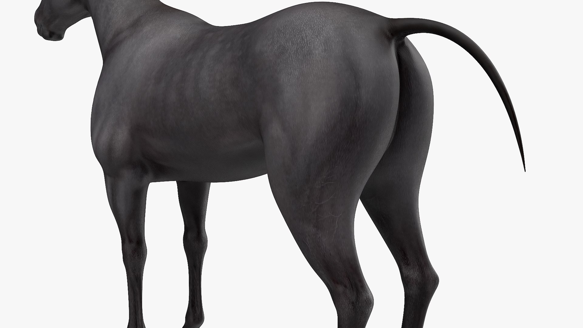 3D horse black https://p.turbosquid.com/ts-thumb/ne/C7b3V8/y8PfP58i/horseblack3dsmodel011/jpg/1572305512/1920x1080/fit_q87/786fc5490a35e33df5d4e219e7749b226d0c9d49/horseblack3dsmodel011.jpg