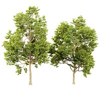 Maple Trees 570