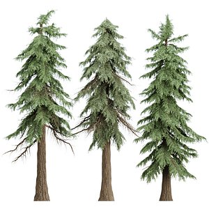 Conifer Weeping Trees Vol 379