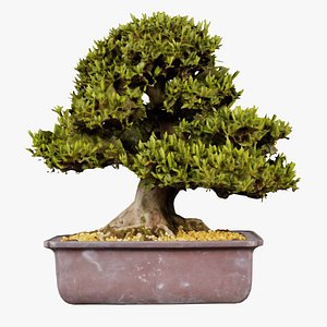 3D Satsuki Hakurin 2 Bonsai Tree Remastered model