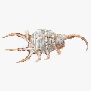Seashell 01