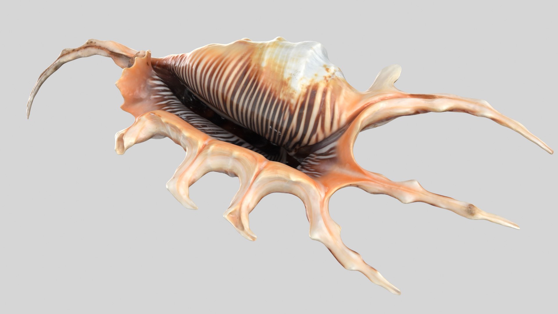 3D Seashell 01 - TurboSquid 1749225