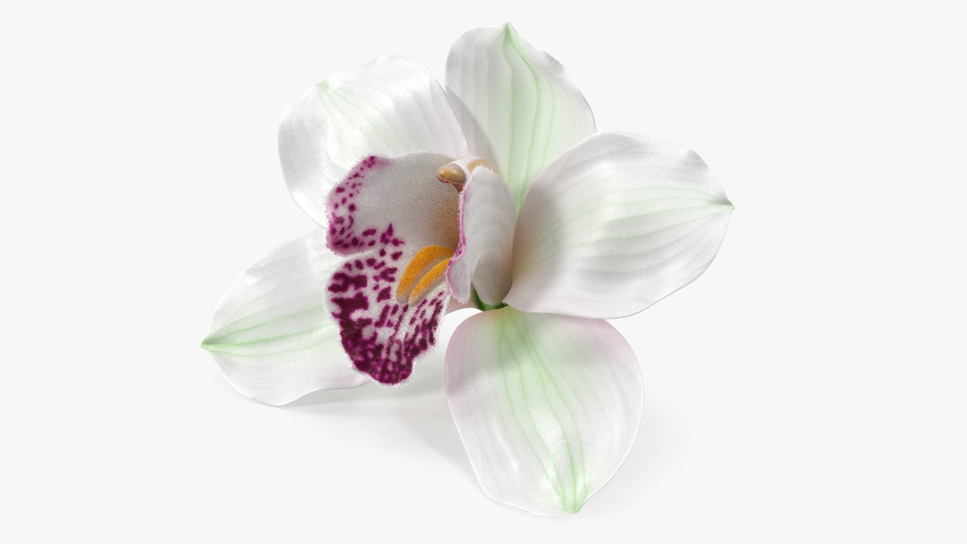 Cymbidium Hybrid Orchid White Fur 3D model preview