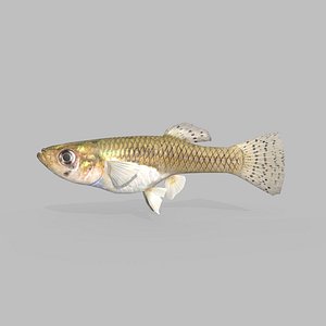 3D model Guppy Fish Baby
