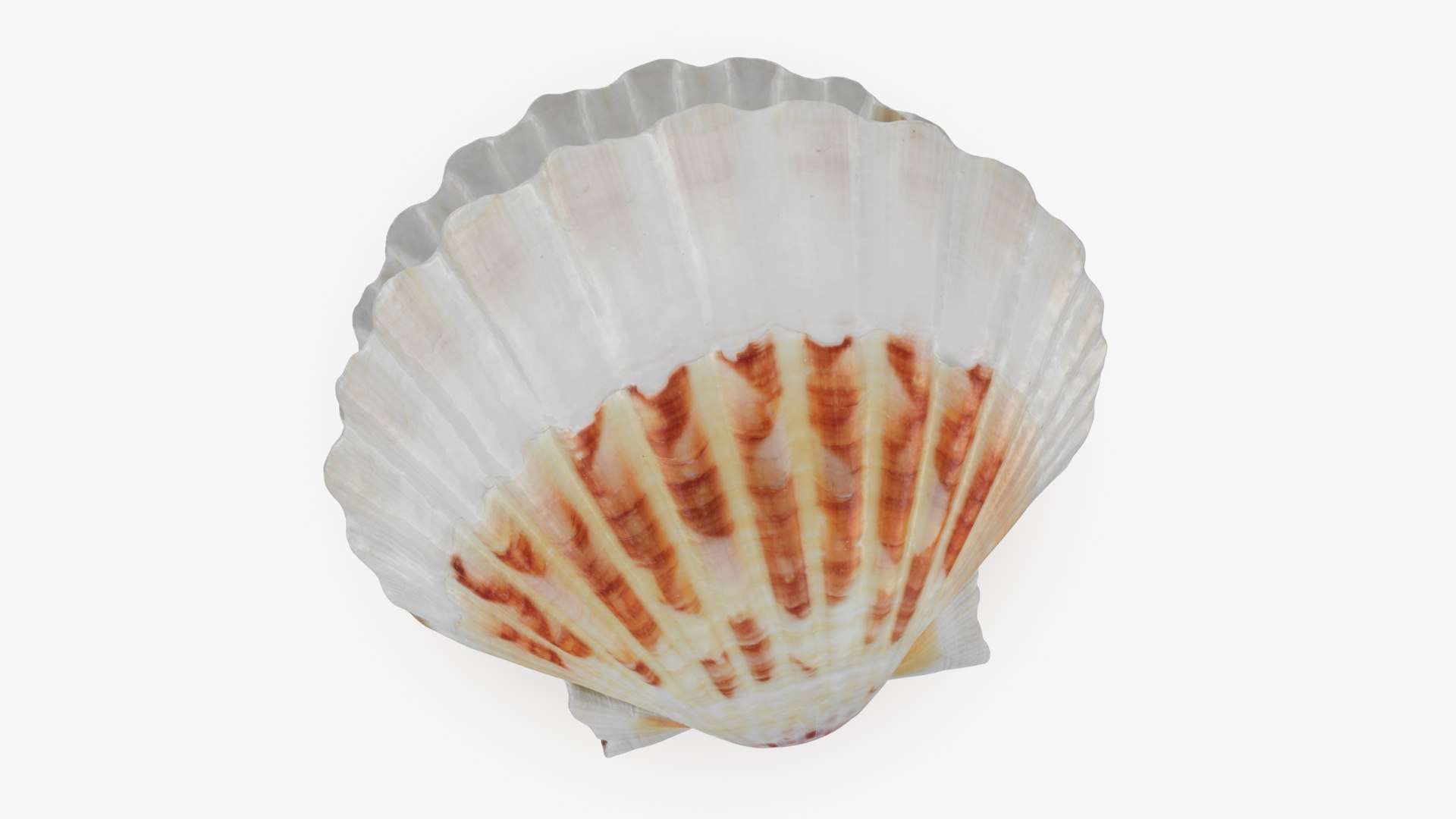 Clam Shell Pearl 02 Animated 3D Model - TurboSquid 2223929