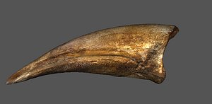 Spinosaurus Toe Claw 3D model