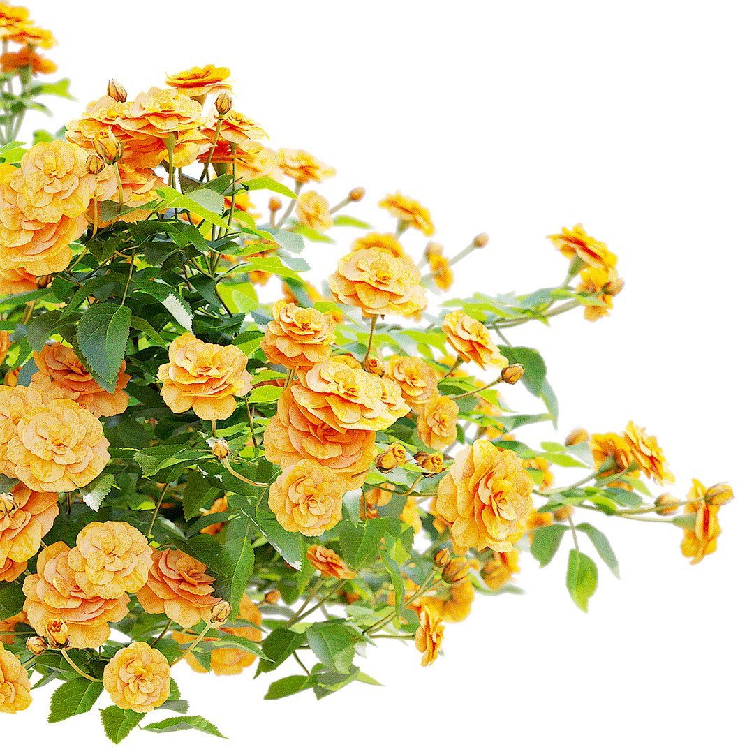 3D Groundcover Roses Orange Model - TurboSquid 2347781