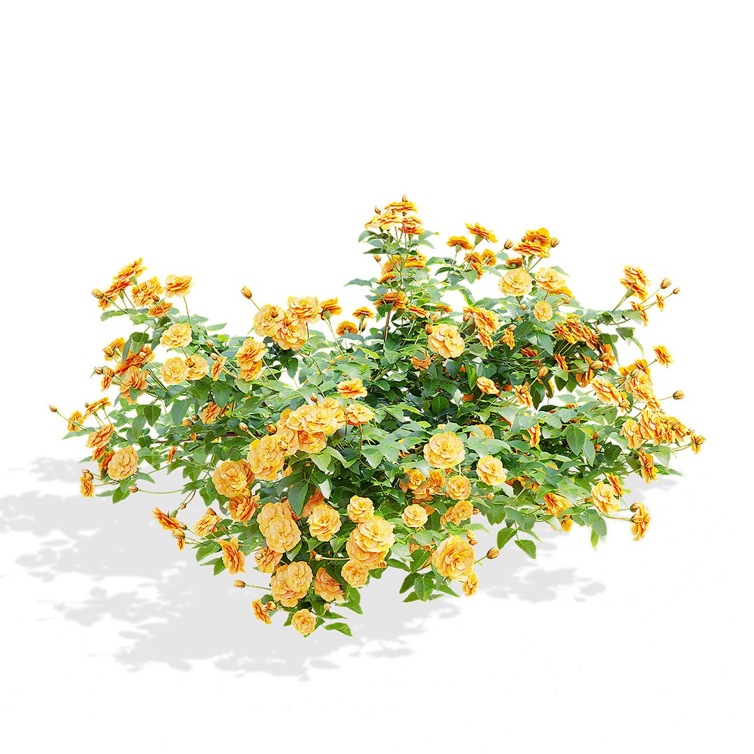 3D Groundcover Roses Orange Model - TurboSquid 2347781