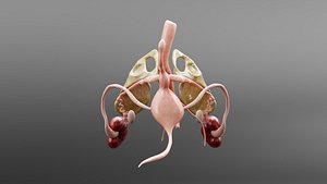 Medical Grade Adult Heart  Lung Anatomy 3D Model 3D model