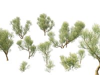 Euphorbia tirucalli - Indian tree spurge