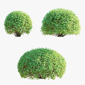 Cornus alba trimmed