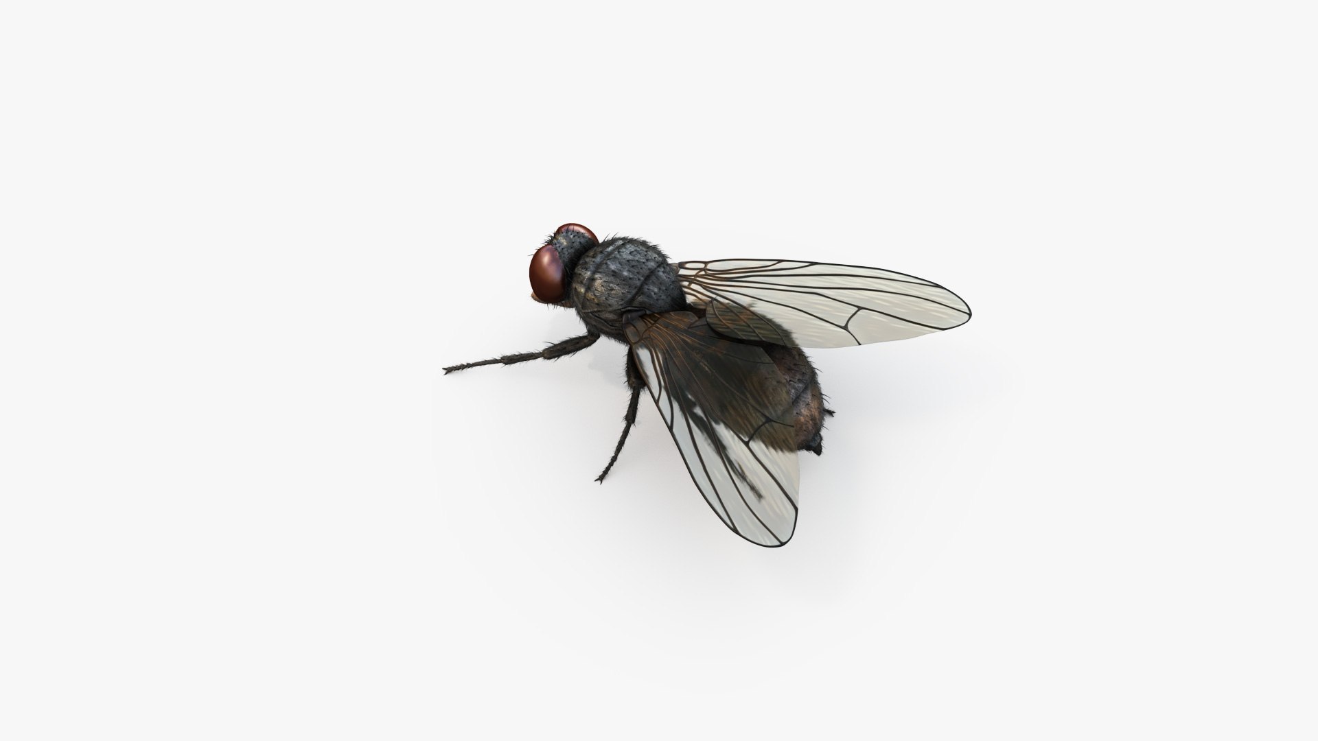 3D HouseFly Rigged Animated 8K PBR Textures - TurboSquid 1890703