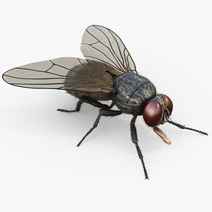 3D HouseFly Rigged Animated 8K PBR Textures