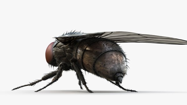3D HouseFly Rigged Animated 8K PBR Textures - TurboSquid 1890703