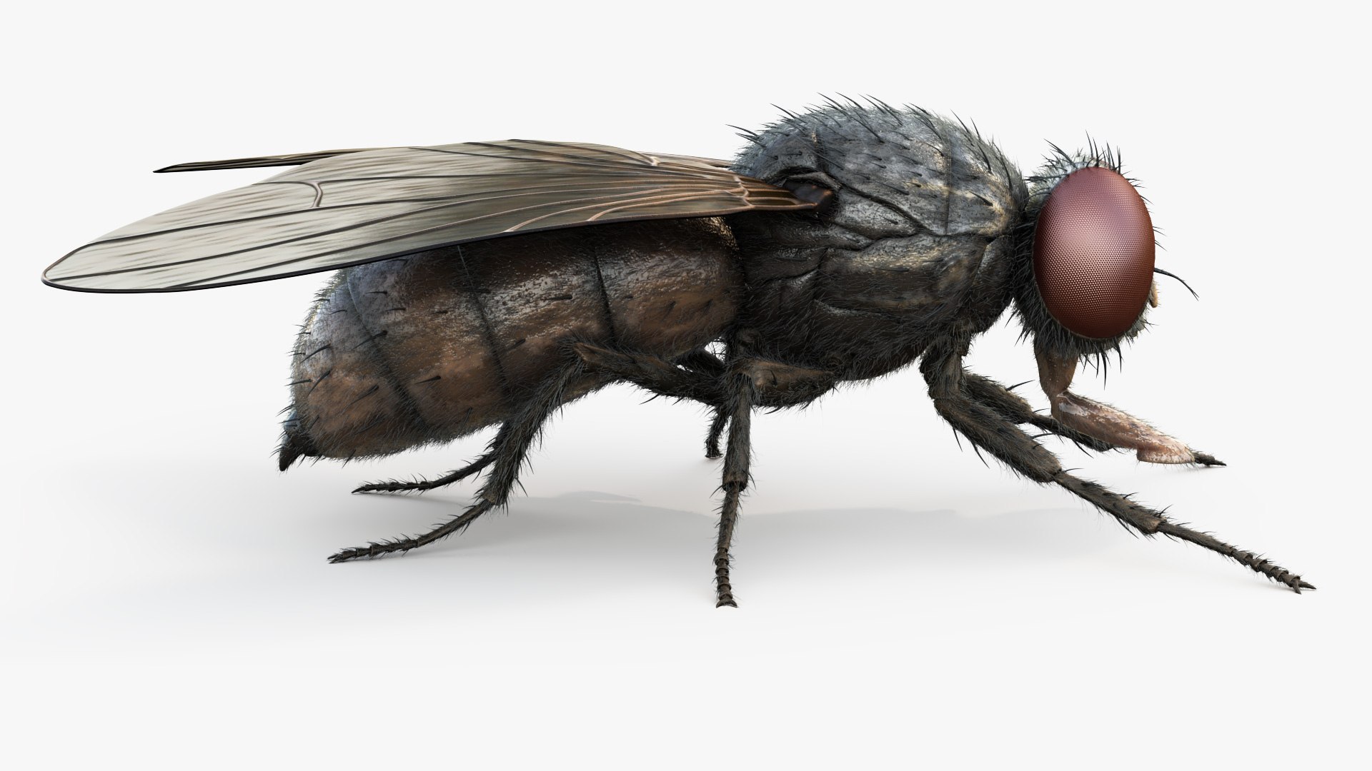 3D HouseFly Rigged Animated 8K PBR Textures - TurboSquid 1890703