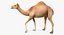Camel Rigged pour Cinema 4D