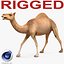 Camel Rigged pour Cinema 4D