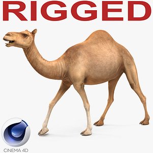 Camel Rigged for Cinema 4D