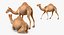 Camel Rigged pour Cinema 4D