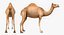 Camel Rigged pour Cinema 4D