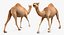 Camel Rigged pour Cinema 4D