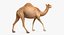 Camel Rigged pour Cinema 4D